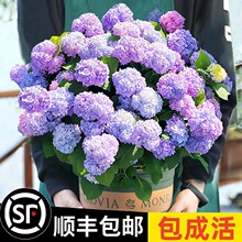 ������o�M�Ĳ��ད������ͥԺ���B�Ļ���ֲ���҃Ȼ����B��