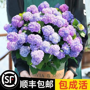 ������o�M�Ĳ��ད������ͥԺ���B�Ļ���ֲ���҃Ȼ����B��