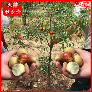 Live Jujube Seedlings, Northern and Southern Jujubes, Super Sweet Extra Large Courtyard Grafted Winter Jujube Ground-Planted Fruit Trees and Fruit Seedlings That Bear Fruit in the Same Year