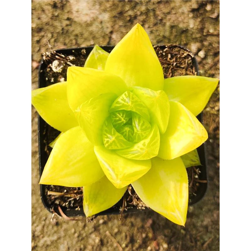 황금옥이슬【4-6cm】