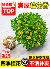 �𻨘������Ϙ������ļ����҃��̨���ڽ�𵤹��������Gֲ���l