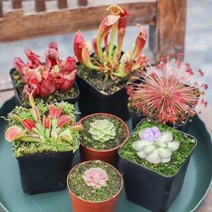 ��ֵ10���ײ�΢���^ֲ��ʳ�x�ݲ�ω�����ԳԻ�����}���