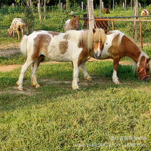 �ɹ��R �����R ��Ѫ�R�Bֳ ���^���R�T���RС���R