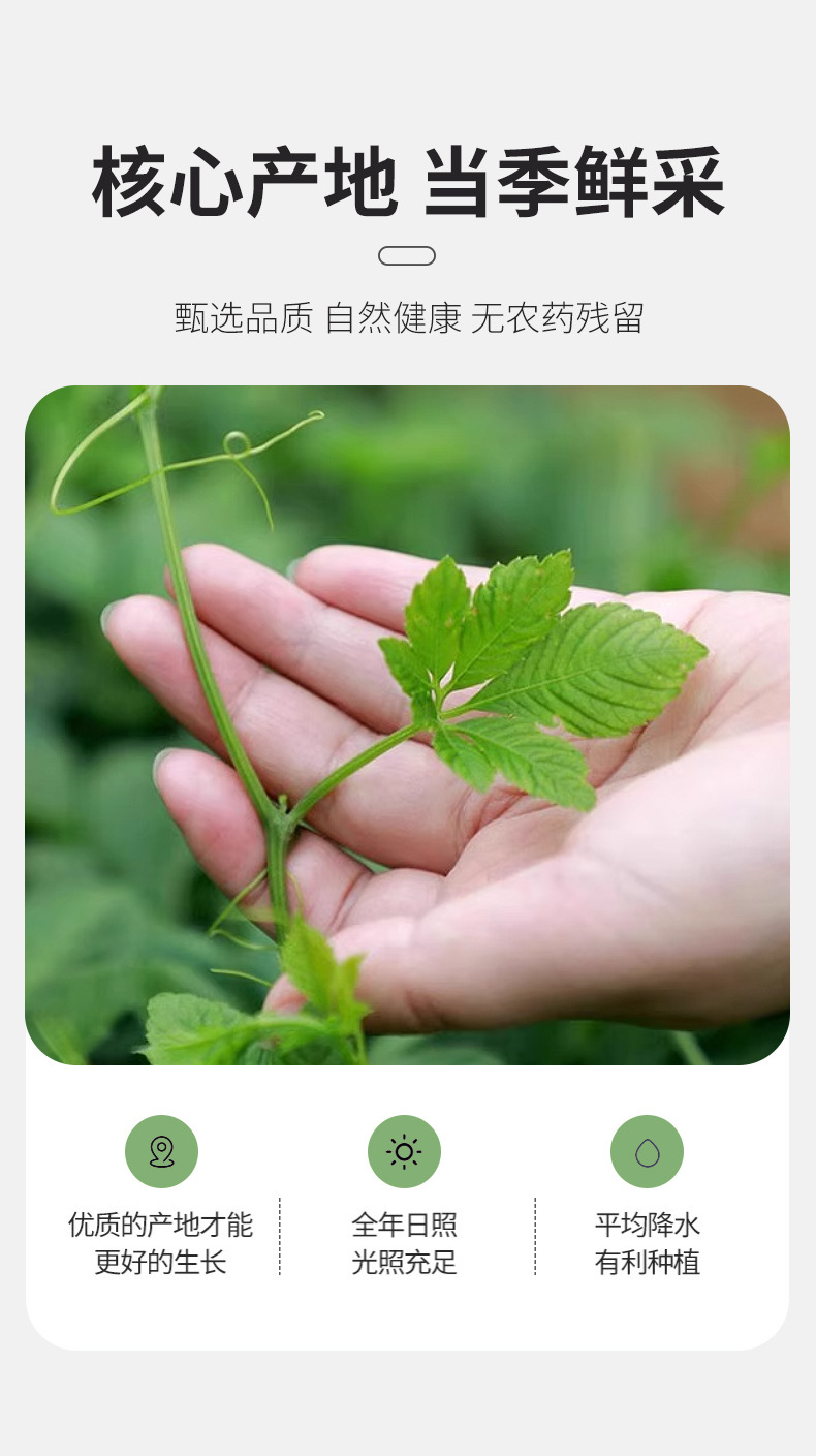 Jiao Gu Lan Tea 500g Gynostemma Pentaphyllum Loose Herbal Tea Nitrogen Packed Daily Wellness Brew quality and texture