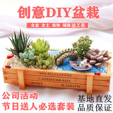 多肉植物组合盆栽含盆含土创意diy拼盘花盆肉肉植物室内绿植花卉