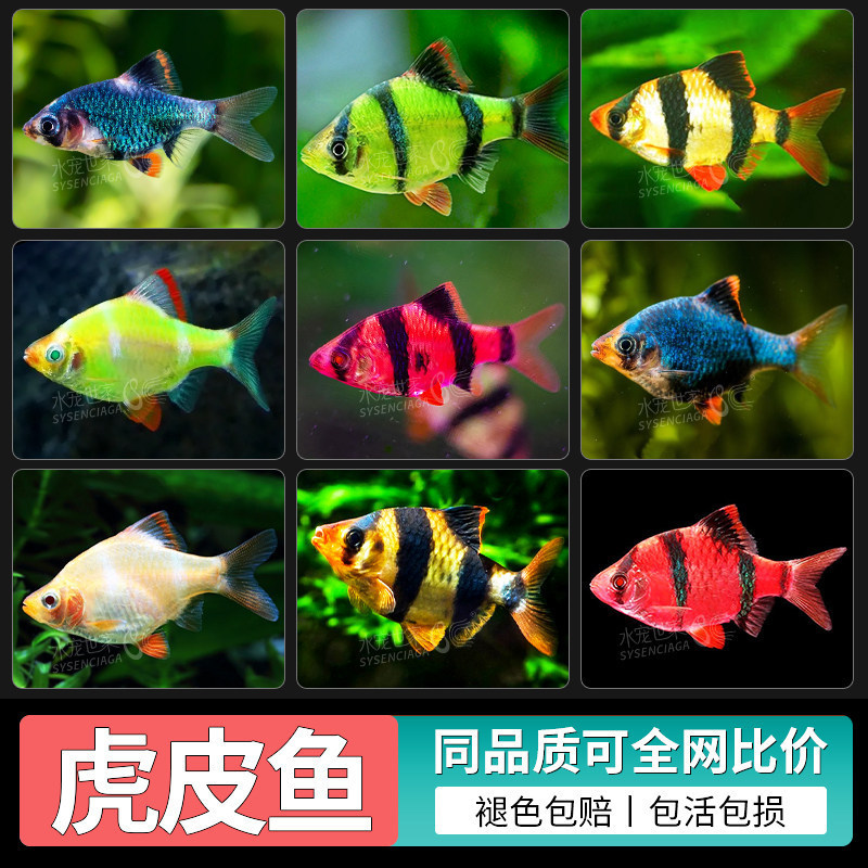 Live Tigerfish, Tropical Ornamental Fish, Small Fish, Easy to Care for for Beginners, Hardy and Long-Lived, Green Tigerfish, Freshwater Fish, Four-Striped Tigerfish Live Tigerfish, Tropical Ornamental Fish, Small Fish, Easy to Care for for Beginners, Hardy and Long-Lived, Green Tigerfish, Freshwater Fish, Four-Striped Tigerfish