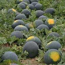 【超甜无籽西瓜种子】黑皮高产薄皮红心特大西瓜种籽蔬菜水果种籽