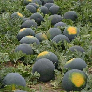 ������o�����ϷN�ӡ���Ƥ�߮a��Ƥ�t���ش����ϷN���߲�ˮ���N��