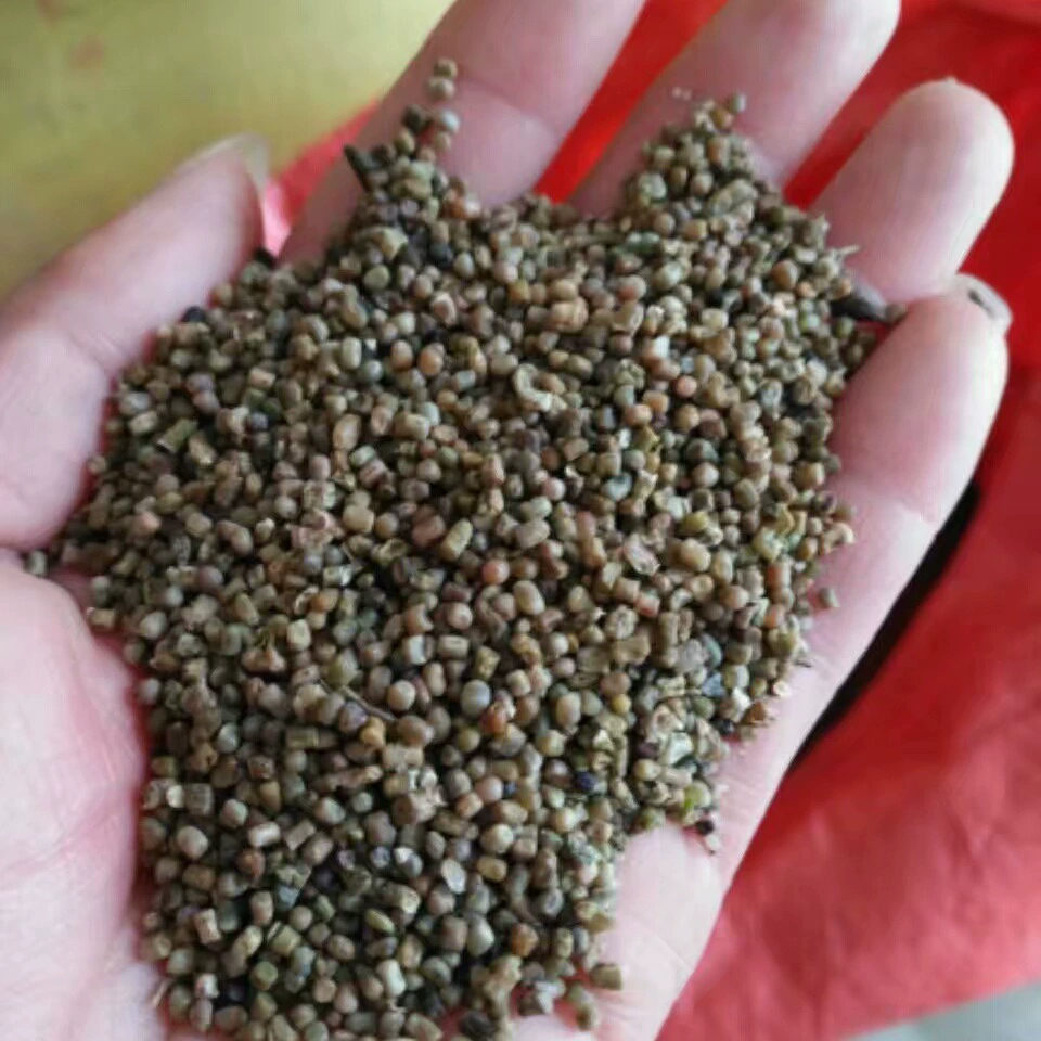 Поставка семян подгорника Хорсеторн защита склона семян кустарника семена подгорника фото