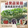 Four Seasons Vegetable seedlings, tomato seedlings small seedlings, spring planting seedlings, pepper tomato eggplant strawberry seedlings, wholesale