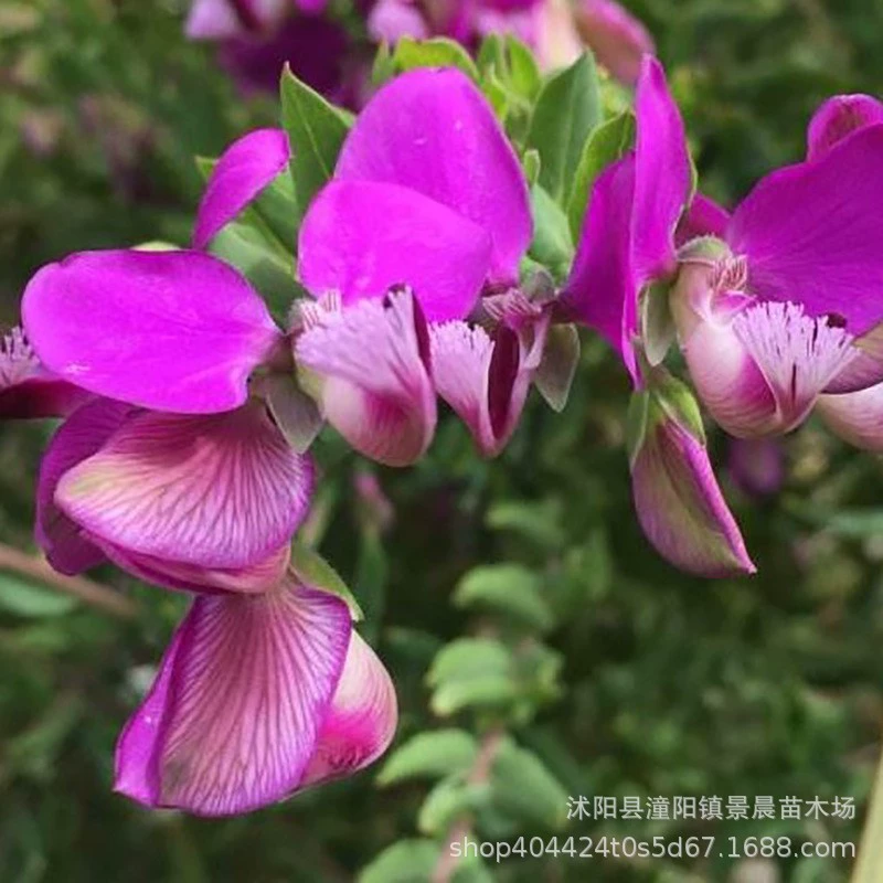 Семена Huzhi, недавно собранные семена цветов в том же году, являются хорошими семенами для инженерного зеленения и дворовых садов.