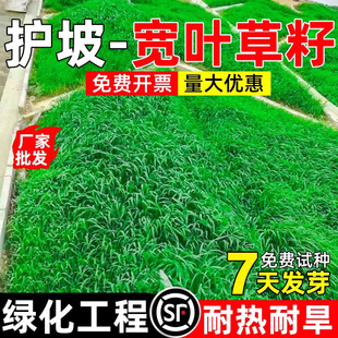Broadleaf Cumbrae Grass Seeds for Lawn, Slope Protection, Soil Stabilization, Greening, Heat and Cold Tolerance, River Embankment Slope Grass Seeds
