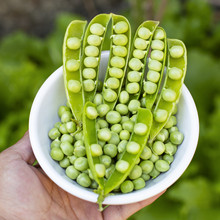 豌豆荚 豌豆荚品牌 图片 价格 豌豆荚批发 阿里巴巴