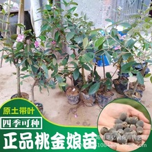 捻子树苗果树果苗乌稔桃金娘苗山捻苗山花烂漫南北方种植盆栽地栽