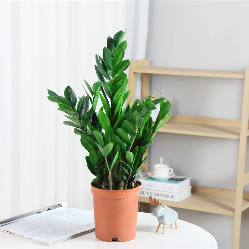 Денежное дерево в горшке, комнатное растение для гостиной, простое в уходе, большое растение, привлекающее деньги, маленькое дерево удачи