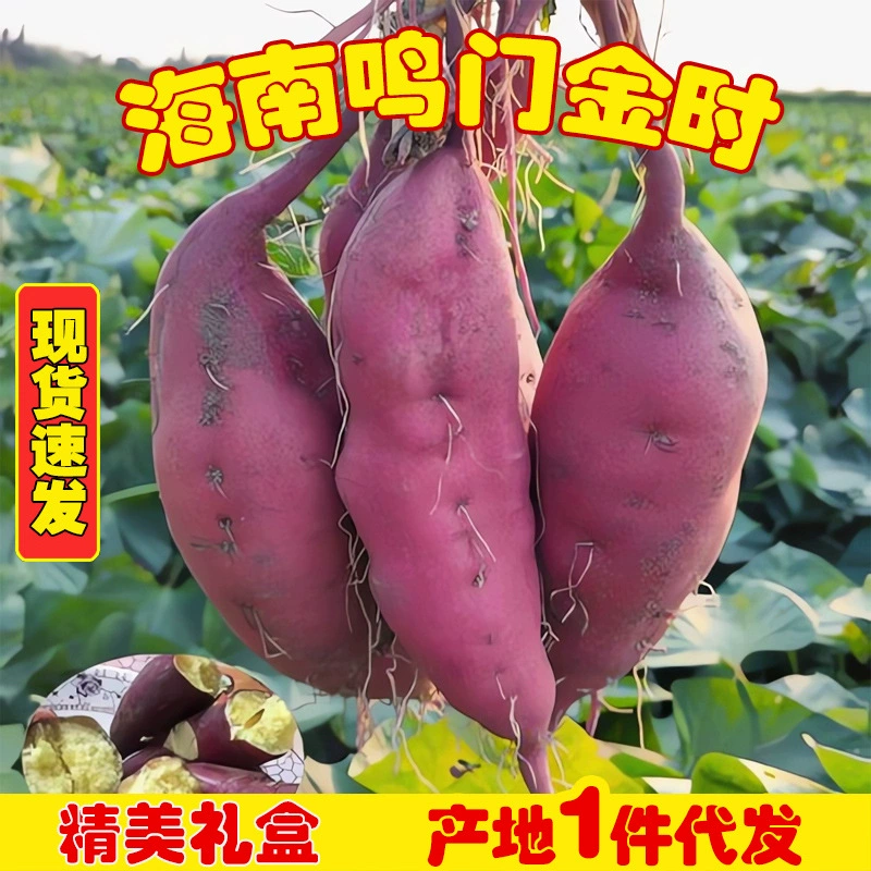 Настоящие сладкие картофелины Минмень Цзиньшидуо из Хайнаня, свежие сладкие картофелины от фермеров из Ченмай Цяотоу, каштаново-красные сладкие картофелины из песчаного грунта, оптовая продажа поштучно.