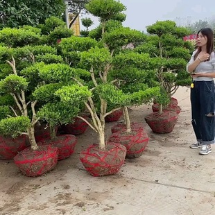 С�~�S�����͘��辰С�^�e��ͥԺ�쾰ֲ���ļ����໨�@���U�S�C�l