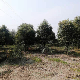 �����������NҎ�����ù���ľ���̾G���е���