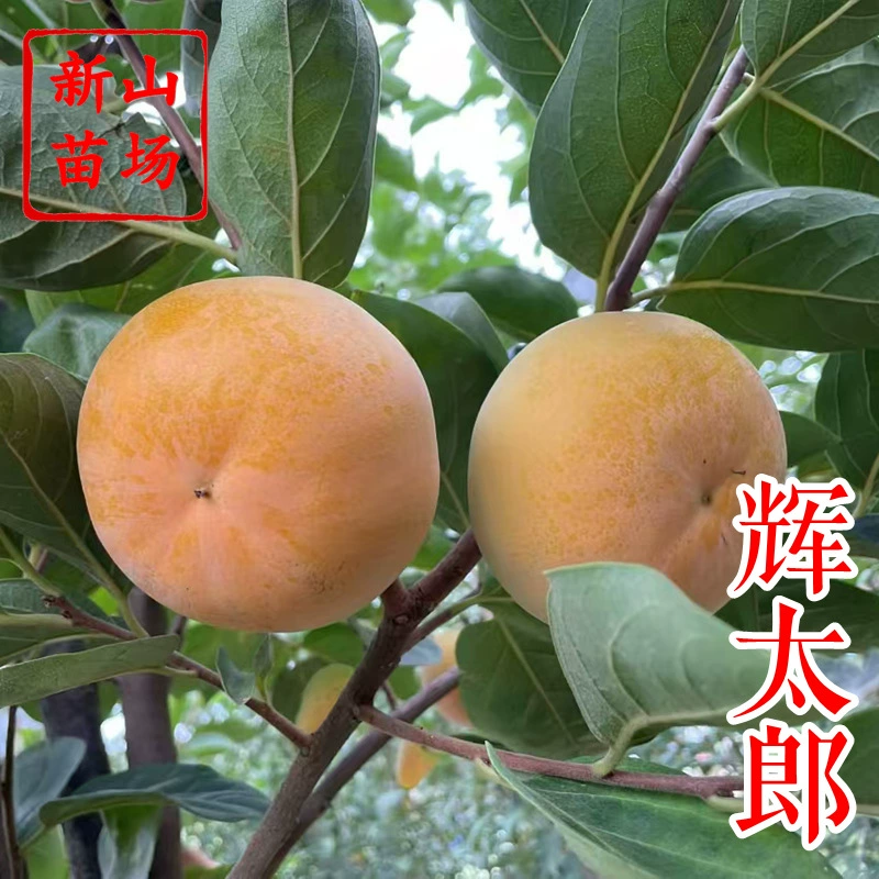 [Рассада сладкого хурмы Huitaro] Новый сорт Grey Wolf, раннеспелые 1-летние хрустящие саженцы сладкой хурмы с голыми корнями.