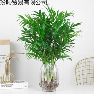 ����Ҭ��ˮ��ֲ�������ˮ�B���FҬ�ӿ͏d�k����������B�Gֲ����