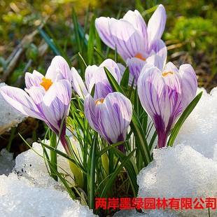 Factory Wholesale Saffron Seeds Crocus Seed Bulbs Cold-Resistant Flowering Bulbs Flower Plants Ground Potted Plants