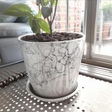 钻石纹款特大号花盆陶瓷室内百搭天堂鸟蓝莓吸财树花处理便宜