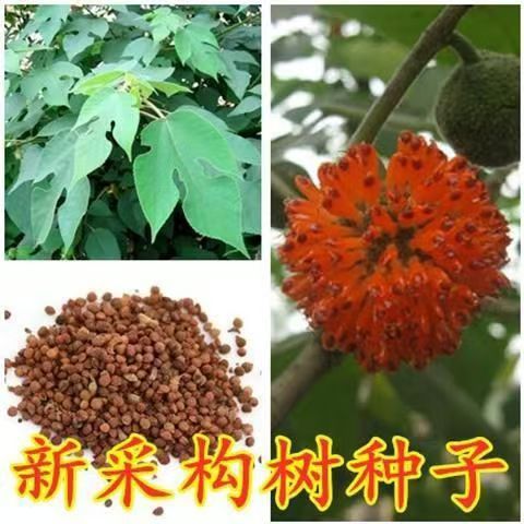 构树种子彩叶树种绿化行道林木苗木植物树种子构树桂圆龙眼