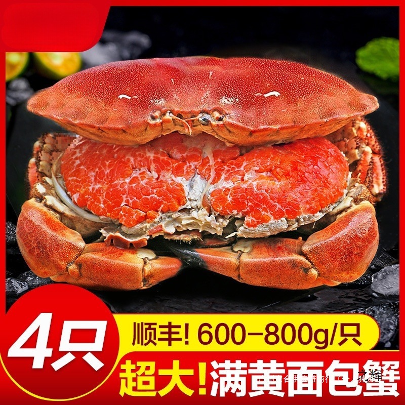 面包蟹母帝王蟹熟冻大螃蟹海蟹新鲜海鲜水产蟹珍宝蟹群木其他散装