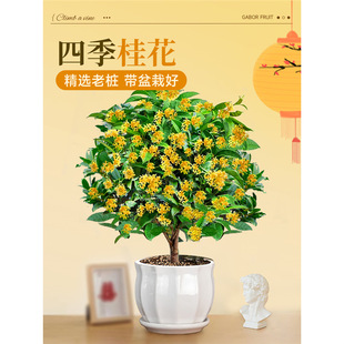 ļԘ絤̨͎҃ͥԺBܾGֲ