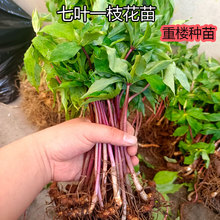 ؘ~һ֦NߗUAؘFșϵؘ辰