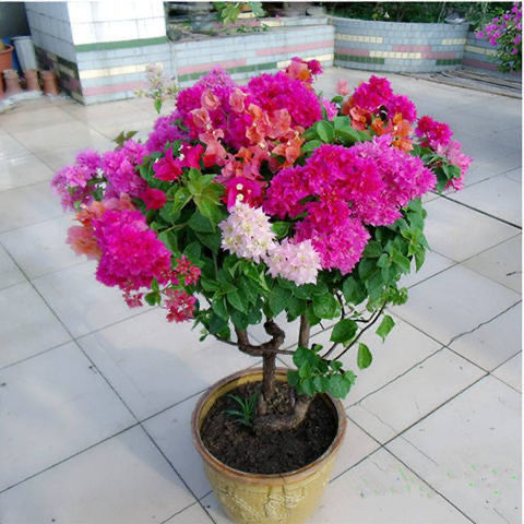 컬러 2호 [강한 향] 6년생 모종 [1개 구매시 1개 증정]