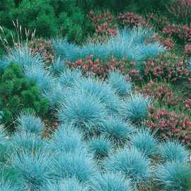 蓝羊茅 蓝绒草钵栽 蓝色草坪 耐寒耐热易种植带土发货