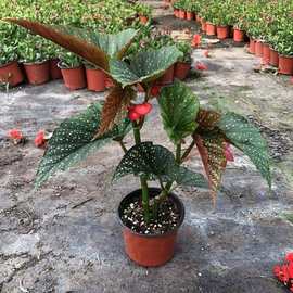 竹节海棠花卉盆栽大叶斑点易活四季阳台观叶秋海棠木本绿植物好养