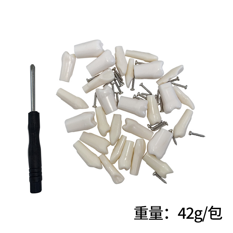 Transfronteriza práctica examen oral preparación del grano del diente molde del diente Diente de grano suelto diente dental modelo de apertura de pulpa diente