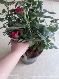 Imported Gardening Flower Plant Coconut Silk Cover Flower Pot Potted Cover Base Vegetation Cover Free Shipping