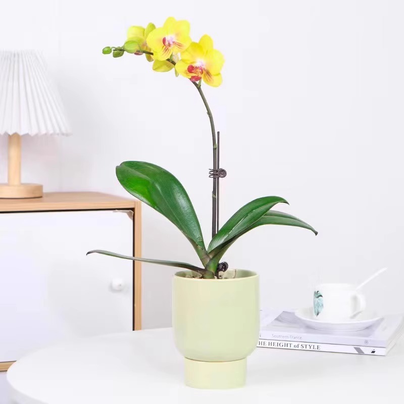 orquídea mariposa con brotes de flores planta en maceta sala de estar orquídea planta de interior flores en todas las estaciones buena para alimentar dendrobium orquídea planta verde image 37