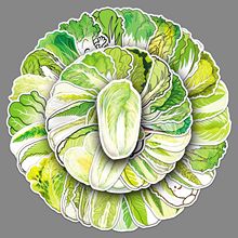 50���ײ˿�ͨ�N���Gɫ�߲�ʳ����˷�ˮ�b��֎��������N�����l