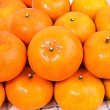 橘子批發【精選】廣西武鳴沃柑橘子新鮮甜薄皮桔子非丑橘沙糖桔子