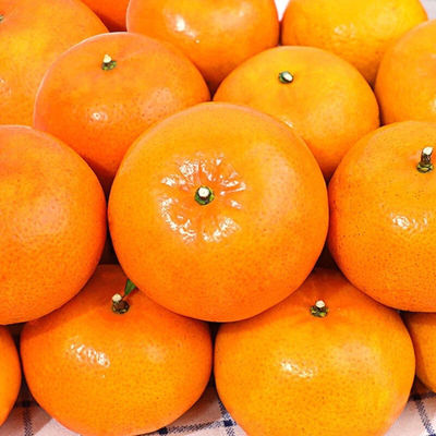 橘子批發【精選】廣西武鳴沃柑橘子新鮮甜薄皮桔子非醜橘沙糖桔子