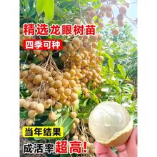 龙眼树苖四季龙眼树苗特大石硖储良桂圆苗盆栽地栽庭院种植果树苗