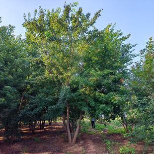 ��ľ�������l��������Ԫ���� ���S�rԪ���� �@�־G��ͥԺ���^Ԫ��