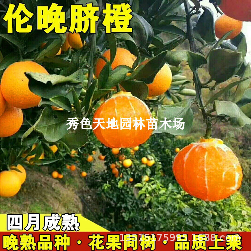 橙子苗脐橙树苗秭归伦晚脐橙苗血橙苗夏橙苗赣南脐橙树苗当年结果