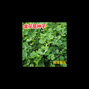 Shanghai Golden Cauliflower Seeds, Yellow Flower Grass Heads, Clover Seeds, Farm Vegetables, Wild Rapeseeds, Edible Alfalfa, Sown in All Seasons