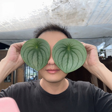 ����l�������������С����