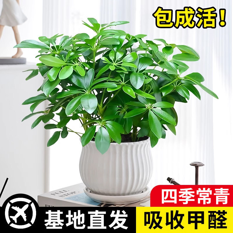 ���_ľ���ԾG�}�jֲ���҃Ȼ�ˮ��Gֲ�ļ�������B�lؔ��������ȩ