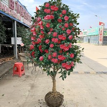 山茶花树苗庭院大型绿植盆栽花卉植物四季常青耐寒耐冬花卉香妃茶