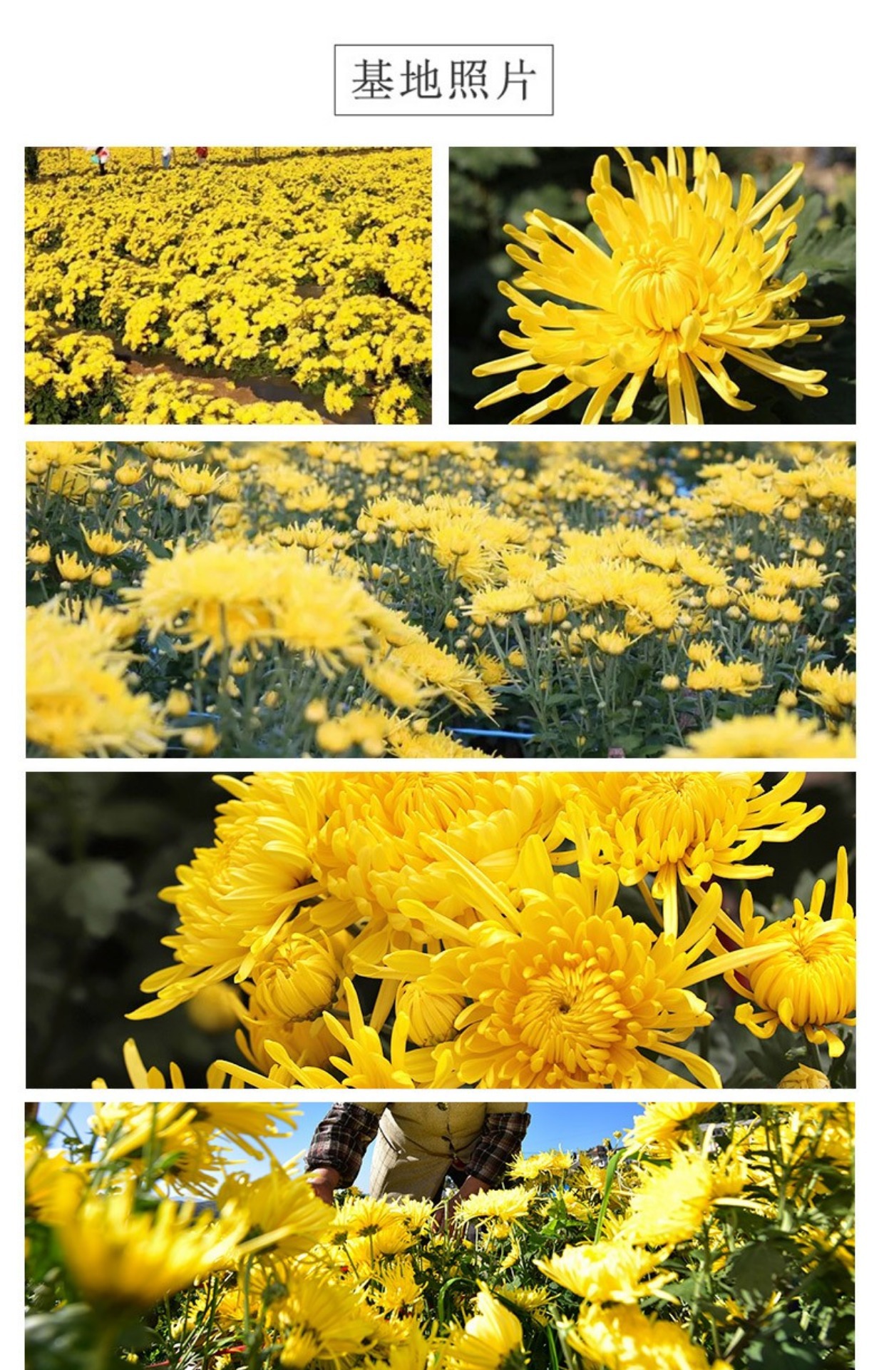 Golden Silk Chrysanthemum Tea Large Blooms Jin Si Huang Ju 50g One Flower Per Cup quality and texture