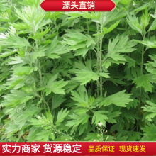 艾草种子艾叶香草四季遏草驱蚊阳台盆栽泡澡食用青团香艾绒籽