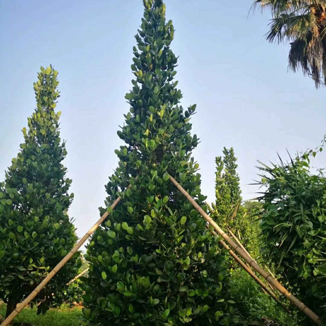 2308 база поставляет тайваньскую Fumu 3-5 метров в высоту