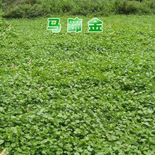 �R���N�Ӳ��Ѳ�ƺ���X���~�X��ֲ��G���R���N�����ֲ��N��